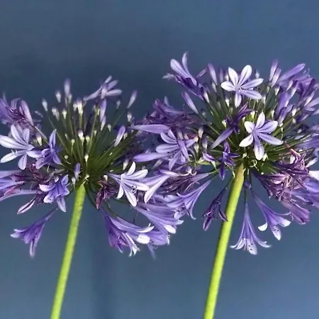 Quinta Bogesi לינה וארוחת בוקר פיגואיירה דה פוז