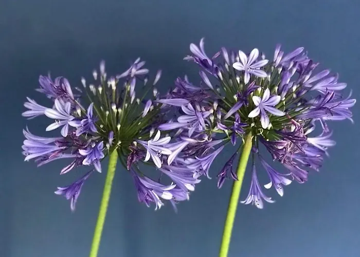 Quinta Bogesi B&B 피게이라다포즈